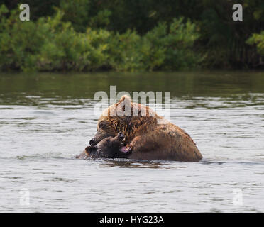 Lac KURIL, Russie : le moment choquant une demi-tonne vorace cannibal supporter tué et mangé une jeune infortuné a été capturée sur appareil photo. Les images montrent comment les neuf mâles adultes 1,50L'ours brun du Kamtchatka traque les trois ans victime, avant d'attaquer dans l'eau. Le jeune ours parvient tout juste une brève lutte dans l'eau avant d'être mordu et traîné jusqu'à la rive, où il a finalement été tué et mangé. Mathématicien Mikhaïl Korostelev (34) de Moscou a été prise de l'ours en regardant le lac Kuril en Extrême-Orient de la Russie lorsqu'il a vu les rares mise à mort. Banque D'Images