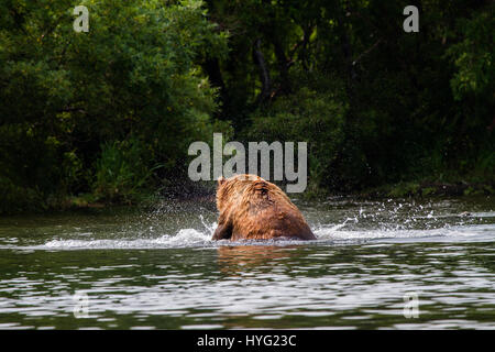 Lac KURIL, Russie : le moment choquant une demi-tonne vorace cannibal supporter tué et mangé une jeune infortuné a été capturée sur appareil photo. Les images montrent comment les neuf mâles adultes 1,50L'ours brun du Kamtchatka traque les trois ans victime, avant d'attaquer dans l'eau. Le jeune ours parvient tout juste une brève lutte dans l'eau avant d'être mordu et traîné jusqu'à la rive, où il a finalement été tué et mangé. Mathématicien Mikhaïl Korostelev (34) de Moscou a été prise de l'ours en regardant le lac Kuril en Extrême-Orient de la Russie lorsqu'il a vu les rares mise à mort. Banque D'Images