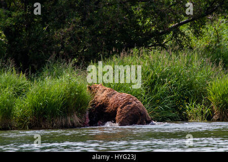 Lac KURIL, Russie : le moment choquant une demi-tonne vorace cannibal supporter tué et mangé une jeune infortuné a été capturée sur appareil photo. Les images montrent comment les neuf mâles adultes 1,50L'ours brun du Kamtchatka traque les trois ans victime, avant d'attaquer dans l'eau. Le jeune ours parvient tout juste une brève lutte dans l'eau avant d'être mordu et traîné jusqu'à la rive, où il a finalement été tué et mangé. Mathématicien Mikhaïl Korostelev (34) de Moscou a été prise de l'ours en regardant le lac Kuril en Extrême-Orient de la Russie lorsqu'il a vu les rares mise à mort. Banque D'Images