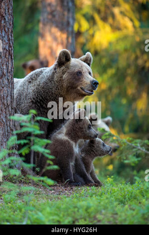 KAINUU, Finlande : le plus mignon petit ours famille ont été cassé profiter d'une journée dans les bois par un photographe britannique. Les images montrent l'observation des ours maman sur ses deux petits oursons curieux ont un rendez-vous à grimper aux arbres. Ours maman peut même être vu en montrant les bébés comment c'est fait. D'autres photos montrent le cuties jouer cuddly combats, ayant un frère embrasser et juste se détendre, faire une pause d'activités. Photographe Janette Hill de Llanigon, Herefordshire est rendu au coeur de la forêt de la taïga en Finlande pour attraper un aperçu de ces ours bruns sauvages dans leur milieu naturel h Banque D'Images