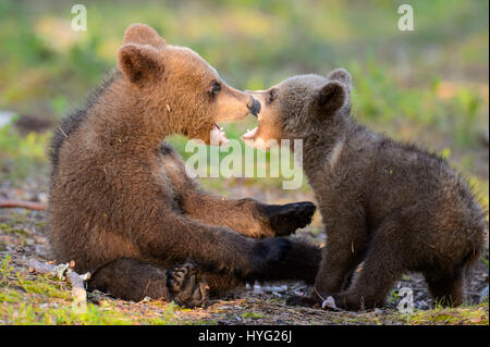 KAINUU, Finlande : le plus mignon petit ours famille ont été cassé profiter d'une journée dans les bois par un photographe britannique. Les images montrent l'observation des ours maman sur ses deux petits oursons curieux ont un rendez-vous à grimper aux arbres. Ours maman peut même être vu en montrant les bébés comment c'est fait. D'autres photos montrent le cuties jouer cuddly combats, ayant un frère embrasser et juste se détendre, faire une pause d'activités. Photographe Janette Hill de Llanigon, Herefordshire est rendu au coeur de la forêt de la taïga en Finlande pour attraper un aperçu de ces ours bruns sauvages dans leur milieu naturel h Banque D'Images