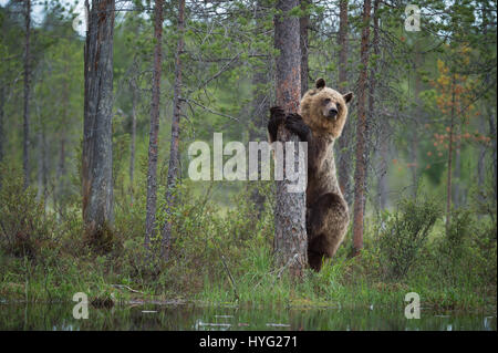 KAINUU, Finlande : le plus mignon petit ours famille ont été cassé profiter d'une journée dans les bois par un photographe britannique. Les images montrent l'observation des ours maman sur ses deux petits oursons curieux ont un rendez-vous à grimper aux arbres. Ours maman peut même être vu en montrant les bébés comment c'est fait. D'autres photos montrent le cuties jouer cuddly combats, ayant un frère embrasser et juste se détendre, faire une pause d'activités. Photographe Janette Hill de Llanigon, Herefordshire est rendu au coeur de la forêt de la taïga en Finlande pour attraper un aperçu de ces ours bruns sauvages dans leur milieu naturel h Banque D'Images