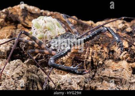 HERIC, FRANCE : cela peut-être des insectes creepy plus laid de la nature de mère ? Les images montrent ce qui ressemble à un scorpion, mais est en fait une momie amblypygi transportant jusqu'à 48 jeunes sur son dos. Les photos détaillées montrent les œufs emballés à l'intérieur du sac transparent, qui plus tard l'éclosion et prennent position sur le dos de leur mère jusqu'à ce qu'ils sont prêts à déménager et vivre sur leurs propres. La Jordanie Cadiot (20) Un étudiant de Heric, France et son amour pour la photographie et les bestioles pour produire ces boutons pressions. complexes Banque D'Images