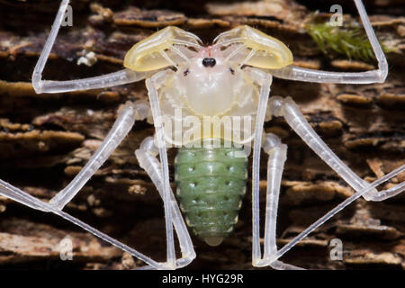 HERIC, FRANCE : cela peut-être des insectes creepy plus laid de la nature de mère ? Les images montrent ce qui ressemble à un scorpion, mais est en fait une momie amblypygi transportant jusqu'à 48 jeunes sur son dos. Les photos détaillées montrent les œufs emballés à l'intérieur du sac transparent, qui plus tard l'éclosion et prennent position sur le dos de leur mère jusqu'à ce qu'ils sont prêts à déménager et vivre sur leurs propres. La Jordanie Cadiot (20) Un étudiant de Heric, France et son amour pour la photographie et les bestioles pour produire ces boutons pressions. complexes Banque D'Images