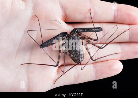 HERIC, FRANCE : cela peut-être des insectes creepy plus laid de la nature de mère ? Les images montrent ce qui ressemble à un scorpion, mais est en fait une momie amblypygi transportant jusqu'à 48 jeunes sur son dos. Les photos détaillées montrent les œufs emballés à l'intérieur du sac transparent, qui plus tard l'éclosion et prennent position sur le dos de leur mère jusqu'à ce qu'ils sont prêts à déménager et vivre sur leurs propres. La Jordanie Cadiot (20) Un étudiant de Heric, France et son amour pour la photographie et les bestioles pour produire ces boutons pressions. complexes Banque D'Images