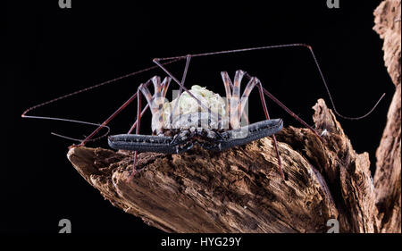 HERIC, FRANCE : cela peut-être des insectes creepy plus laid de la nature de mère ? Les images montrent ce qui ressemble à un scorpion, mais est en fait une momie amblypygi transportant jusqu'à 48 jeunes sur son dos. Les photos détaillées montrent les œufs emballés à l'intérieur du sac transparent, qui plus tard l'éclosion et prennent position sur le dos de leur mère jusqu'à ce qu'ils sont prêts à déménager et vivre sur leurs propres. La Jordanie Cadiot (20) Un étudiant de Heric, France et son amour pour la photographie et les bestioles pour produire ces boutons pressions. complexes Banque D'Images