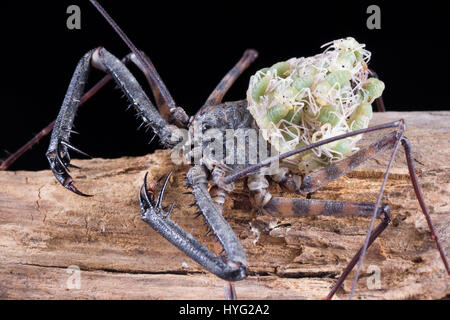 HERIC, FRANCE : cela peut-être des insectes creepy plus laid de la nature de mère ? Les images montrent ce qui ressemble à un scorpion, mais est en fait une momie amblypygi transportant jusqu'à 48 jeunes sur son dos. Les photos détaillées montrent les œufs emballés à l'intérieur du sac transparent, qui plus tard l'éclosion et prennent position sur le dos de leur mère jusqu'à ce qu'ils sont prêts à déménager et vivre sur leurs propres. La Jordanie Cadiot (20) Un étudiant de Heric, France et son amour pour la photographie et les bestioles pour produire ces boutons pressions. complexes Banque D'Images