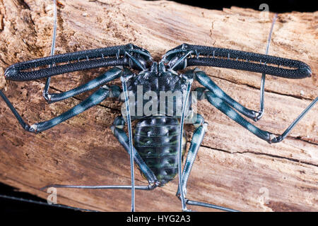 HERIC, FRANCE : cela peut-être des insectes creepy plus laid de la nature de mère ? Les images montrent ce qui ressemble à un scorpion, mais est en fait une momie amblypygi transportant jusqu'à 48 jeunes sur son dos. Les photos détaillées montrent les œufs emballés à l'intérieur du sac transparent, qui plus tard l'éclosion et prennent position sur le dos de leur mère jusqu'à ce qu'ils sont prêts à déménager et vivre sur leurs propres. La Jordanie Cadiot (20) Un étudiant de Heric, France et son amour pour la photographie et les bestioles pour produire ces boutons pressions. complexes Banque D'Images