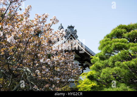 Détail sur le toit du temple japonais contre le ciel bleu pendant la saison des cerisiers en fleur. Banque D'Images