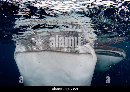 CENDERAWASIH BAY, en Papouasie occidentale : Si vous pensez que votre travail est difficile d'imaginer en compétition pour une capture de la journée avec le plus gros poisson. L'ampleur de ce requin baleine peut être vu en comparaison directe avec le cent-huit pieds de long bateau à voile comme indiqué dans ces photos de mâchoire. Plusieurs requins baleines sont considérés jusqu'à la natation, en dessous et autour du bateau de pêche pour essayer et obtenir des billets de faveur à partir de leurs amis pêcheurs. Le photographe australien Scott Portelli (43) se sont rendus à trente-deux pieds Cenderawasih Bay, en Papouasie occidentale pour capturer le poisson géant en action. Banque D'Images