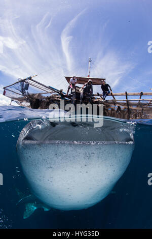 CENDERAWASIH BAY, en Papouasie occidentale : Si vous pensez que votre travail est difficile d'imaginer en compétition pour une capture de la journée avec le plus gros poisson. L'ampleur de ce requin baleine peut être vu en comparaison directe avec le cent-huit pieds de long bateau à voile comme indiqué dans ces photos de mâchoire. Plusieurs requins baleines sont considérés jusqu'à la natation, en dessous et autour du bateau de pêche pour essayer et obtenir des billets de faveur à partir de leurs amis pêcheurs. Le photographe australien Scott Portelli (43) se sont rendus à trente-deux pieds Cenderawasih Bay, en Papouasie occidentale pour capturer le poisson géant en action. Banque D'Images