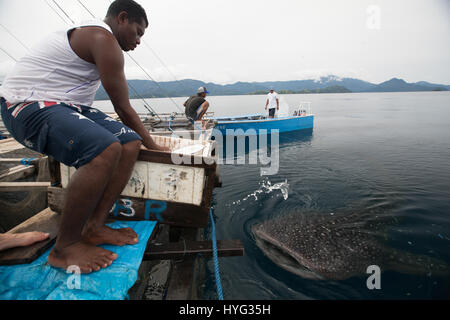 CENDERAWASIH BAY, en Papouasie occidentale : Si vous pensez que votre travail est difficile d'imaginer en compétition pour une capture de la journée avec le plus gros poisson. L'ampleur de ce requin baleine peut être vu en comparaison directe avec le cent-huit pieds de long bateau à voile comme indiqué dans ces photos de mâchoire. Plusieurs requins baleines sont considérés jusqu'à la natation, en dessous et autour du bateau de pêche pour essayer et obtenir des billets de faveur à partir de leurs amis pêcheurs. Le photographe australien Scott Portelli (43) se sont rendus à trente-deux pieds Cenderawasih Bay, en Papouasie occidentale pour capturer le poisson géant en action. Banque D'Images