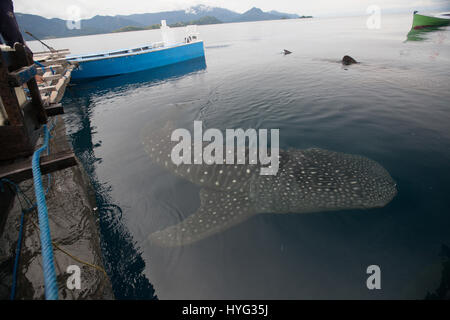 CENDERAWASIH BAY, en Papouasie occidentale : Si vous pensez que votre travail est difficile d'imaginer en compétition pour une capture de la journée avec le plus gros poisson. L'ampleur de ce requin baleine peut être vu en comparaison directe avec le cent-huit pieds de long bateau à voile comme indiqué dans ces photos de mâchoire. Plusieurs requins baleines sont considérés jusqu'à la natation, en dessous et autour du bateau de pêche pour essayer et obtenir des billets de faveur à partir de leurs amis pêcheurs. Le photographe australien Scott Portelli (43) se sont rendus à trente-deux pieds Cenderawasih Bay, en Papouasie occidentale pour capturer le poisson géant en action. Banque D'Images