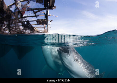 CENDERAWASIH BAY, en Papouasie occidentale : Si vous pensez que votre travail est difficile d'imaginer en compétition pour une capture de la journée avec le plus gros poisson. L'ampleur de ce requin baleine peut être vu en comparaison directe avec le cent-huit pieds de long bateau à voile comme indiqué dans ces photos de mâchoire. Plusieurs requins baleines sont considérés jusqu'à la natation, en dessous et autour du bateau de pêche pour essayer et obtenir des billets de faveur à partir de leurs amis pêcheurs. Le photographe australien Scott Portelli (43) se sont rendus à trente-deux pieds Cenderawasih Bay, en Papouasie occidentale pour capturer le poisson géant en action. Banque D'Images