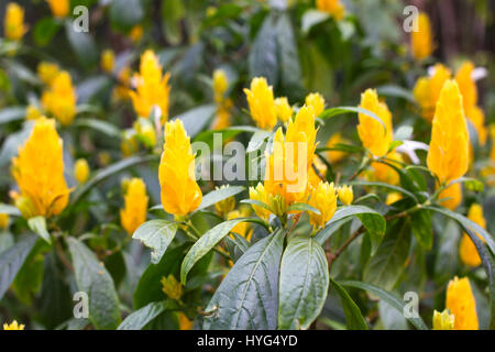 Lutea Pachystachys arbuste jaune dans le jardin. Usine de crevettes d'or de sucette. Banque D'Images