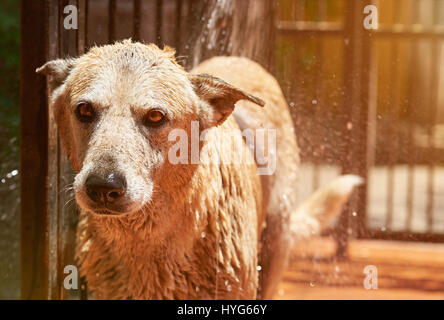 Portrait de chien avec la tête humide. Chien brun mignon de nettoyage Banque D'Images