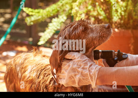 Lave-brown spaniel chien animal de compagnie. Spaniel chien animal mouillé. Service toilettage chien Banque D'Images