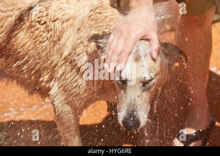 Tête de chien dans les projections d'eau pendant le lavage. Close-up of wet prendre douche chien Banque D'Images