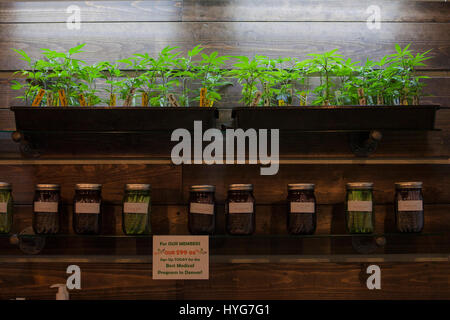 Les bacs de plantes de cannabis s'asseoir sous une lampe de croissance sur une étagère dans un dispensaire dans le Colorado. Banque D'Images