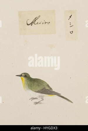 Le dessin à l’aquarelle et au crayon de Kawahara Keiga de Zosterops japonica (yeux blancs japonais), qui fait partie de la collection Siebold, capture magnifiquement les caractéristiques délicates et le comportement naturel des espèces d’oiseaux. Banque D'Images
