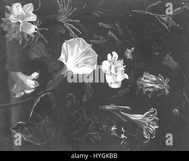 Ce titre fait référence à une étude florale anonyme, probablement une illustration botanique ou une peinture. Il capture la beauté naturelle et les détails complexes des fleurs, mettant l'accent sur l'observation et l'habileté de l'artiste dans la représentation botanique. Banque D'Images