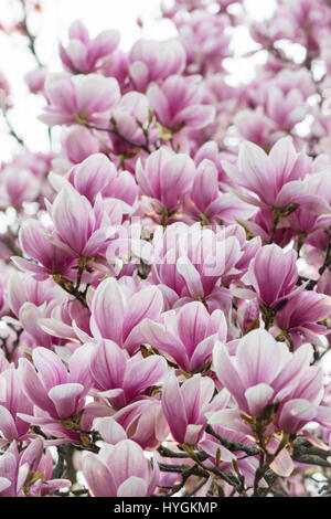 Magnolia arbre plein de fleurs roses Banque D'Images