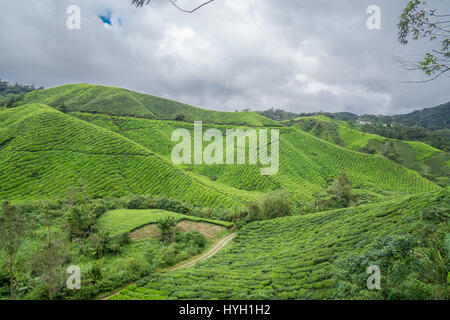 Les plantations de thé dans les Cameron Highlands, Malaisie. Banque D'Images