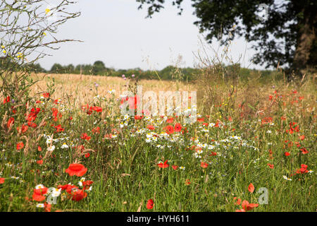 Les fleurs sauvages y compris les coquelicots rouges et ox-eye marguerites en fleurs au bord de l'été à l'extérieur, Suffolk, Angleterre, RU Banque D'Images