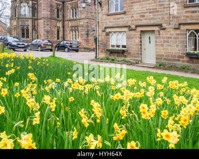 Les jonquilles en fleurs à Ripley près de Harrogate North Yorkshire Angleterre Banque D'Images