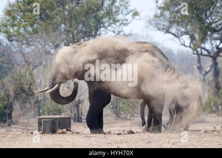 L'éléphant africain (Loxodonta africana) Bull, en prenant un bain de poussière, Kruger National Park, Afrique du Sud.