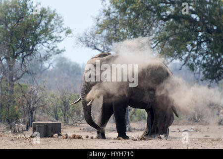 L'éléphant africain (Loxodonta africana) Bull, en prenant un bain de poussière, Kruger National Park, Afrique du Sud. Banque D'Images