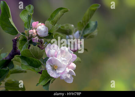 Fleurs de pomme. Gros plan de fleur rose sur une branche d'arbre Banque D'Images