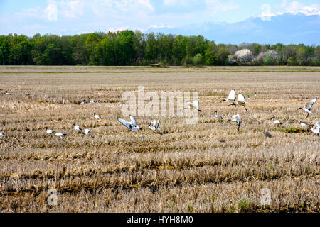 Ibis sacré survolant un champ de riz dans la province de Vercelli, Italie Banque D'Images