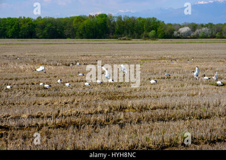 Ibis sacré survolant un champ de riz dans la province de Vercelli, Italie Banque D'Images