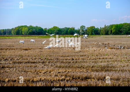 Ibis sacré survolant un champ de riz dans la province de Vercelli, Italie Banque D'Images