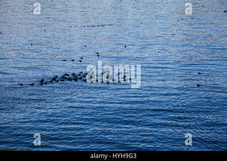 La Macreuse noire Melanitta nigra sur l'île de Vancouver BC Canada Banque D'Images