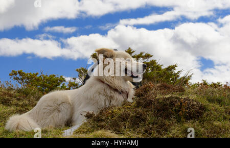 Un beau blanc chien de Montagne des Pyrénées Banque D'Images