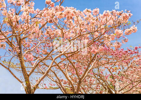 Arbre à trompettes roses feuilles changeantes Banque D'Images