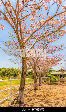 Arbre à trompettes roses feuilles changeantes Banque D'Images