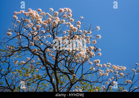 Arbre à trompettes roses feuilles changeantes Banque D'Images