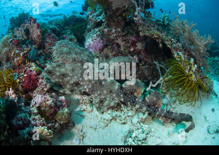 Un Eurcossorhinus wobbegong à pampilles (dasypogon) se trouve sur le fond marin dans la région de Raja Ampat, en Indonésie. Ce requin est un prédateur d'embuscade camouflés. Banque D'Images