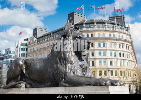Les Lions de Landseer. Les lions de Trafalgar Square entourant la Colonne Nelson, City of Westminster, London, England Banque D'Images