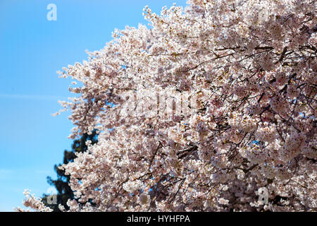 Une vue de cerisiers en fleurs au printemps. Banque D'Images
