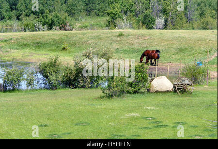 Horse Banque D'Images