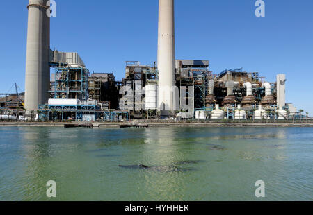 Les lamantins sont soulevées pour l'air dans les eaux chaudes à la base de Tampa Electric Big Bend au charbon Power Station à Apollo Beach, en Floride. Banque D'Images