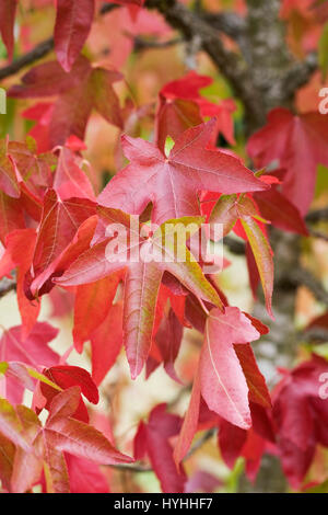 Liquidambar styraciflua 'Corky' feuilles à l'automne. Banque D'Images