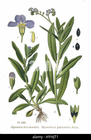 Myosotis palustris, communément connu sous le nom d'eau Forget-me-not, est une plante à fleurs trouvée dans les zones marécageuses. L'espèce se caractérise par ses petites fleurs bleues et ses habitudes délicates et répandues, qui prospèrent dans les régions humides et tempérées. Banque D'Images