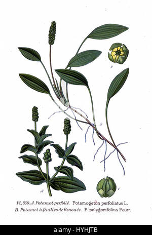 350 Potamogeton perfoliatus L., P. polygonifolius Pourr Banque D'Images