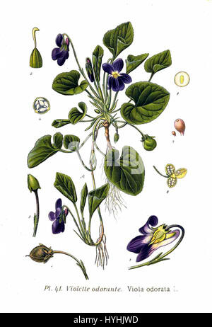 Viola odorata L., communément appelée violette douce, est une plante à fleurs vivace originaire d'Europe et d'Asie. Il est reconnu pour ses fleurs violettes parfumées et ses feuilles en forme de cœur, souvent trouvées dans les bois et les jardins. Banque D'Images