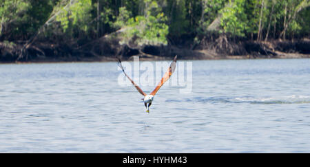 Aigle volant à Langkawi, Malaisie. Banque D'Images